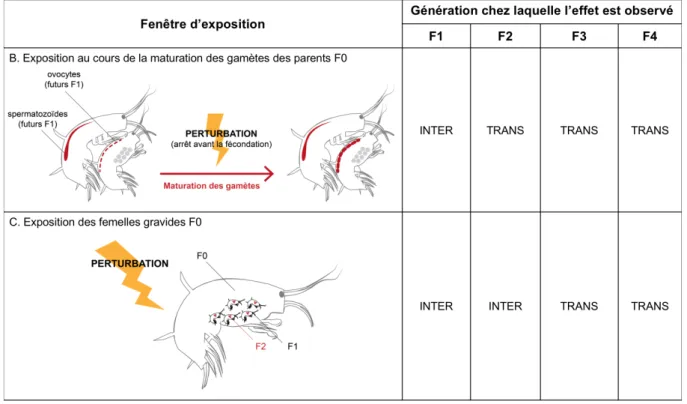 Figure I - 1 : Exposition au cours de la reproduction des organismes F0 et nature intergénérationnelle (INTER) ou  transgénérationnelle (TRANS) des effets différés