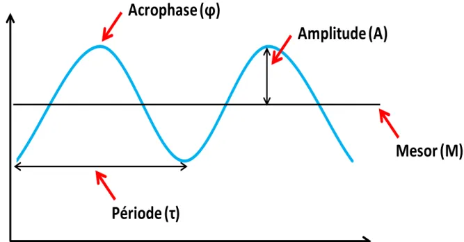 Figure 1 : Paramètres caractérisant un rythme biologique 