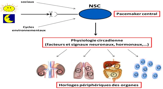 Figure 3 : Schéma d’organisation du système circadien (NSC : noyaux suprachiasmatiques) NSCCycles sociauxCyclesenvironnementauxPhysiologie circadienne