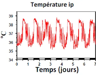 Figure 8 : Rythme circadien de la  température  centrale  enregistré  chez la souris. 