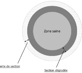 Figure 24. Schéma représentant la perte de section et la zone dégradée d’une éprouvette  soumise à la lixiviation