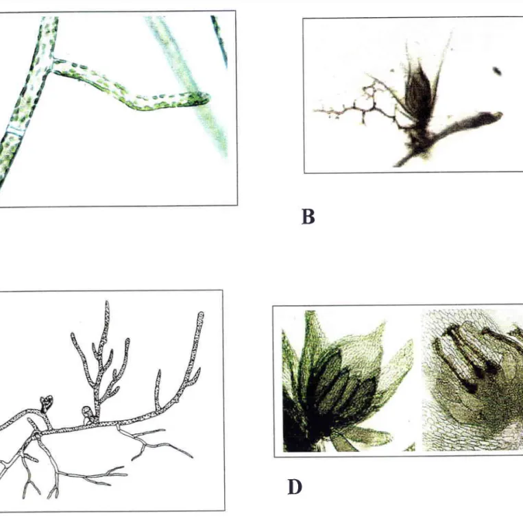 Figure 7 : La reproduction chez les bryophytes. A -  Protonéma (microscopie  photonique X  40) ; B -  Bourgeon feuillé se développant  sur un caulonéma  (microscopie  X  10) ; C  -Gamétophyte de Funaria hygrometrica  I D - Anthéridies et archégones  chez u