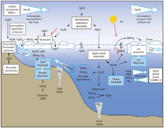 Figure 1.4 Schematic diagram of the Hg cycle in the Arctic Ocean. Figure from AMAP 2011
