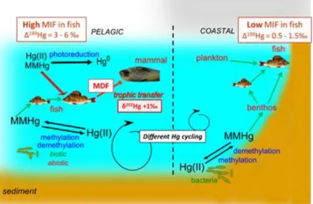 Figure  1.20.  Schematic  design  of  Hg  isotopic  results  in  the  food  web  (amphipods,  phytoplankton,  zooplankton,  fish  and  seals)  of  Lake Baikal  (Russia)  revealing  the  existence of  different Hg cycling between coastal and pelagic food we