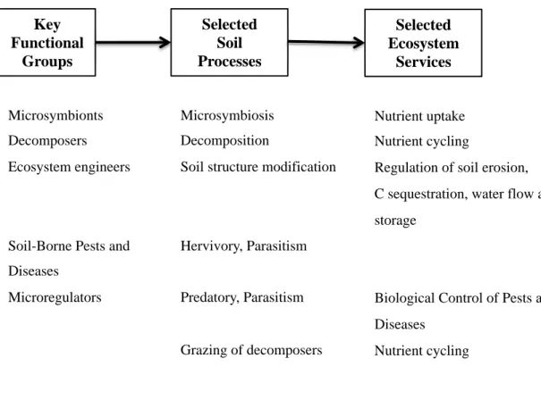 Figure 2: key functional groups of soil biota, soil processes they influence and ecosystem services they provide  in agricultural landscapes (modified from Barrios (2007).