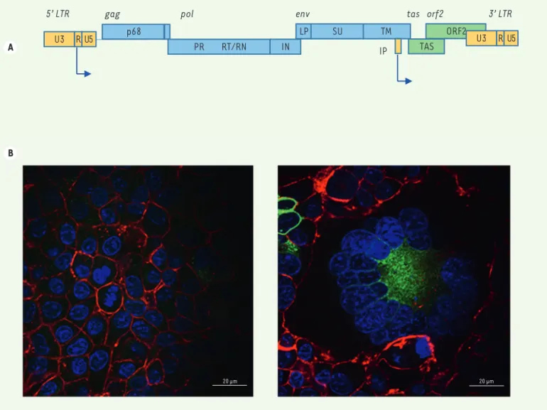 Figure 1. Les virus foamy : génome et effet cytopathogène. A. Représentation schématique du génome des virus foamy simiens (VFS)