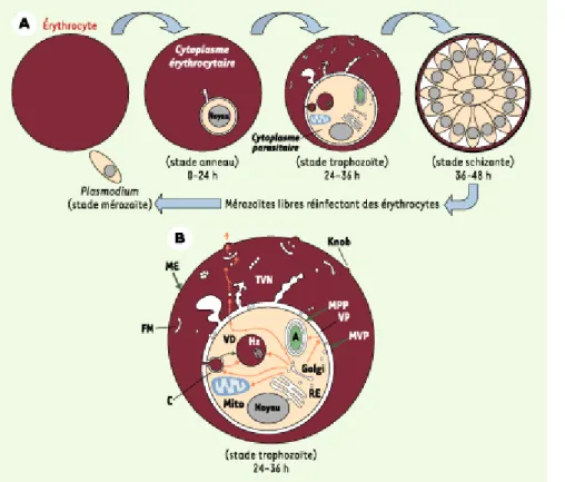 Figure 1. A. Développement de Plasmodium lors de son cycle intra-érythrocytaire. Lors de son développement dans les globules  rouges, Plasmodium évolue en trois étapes