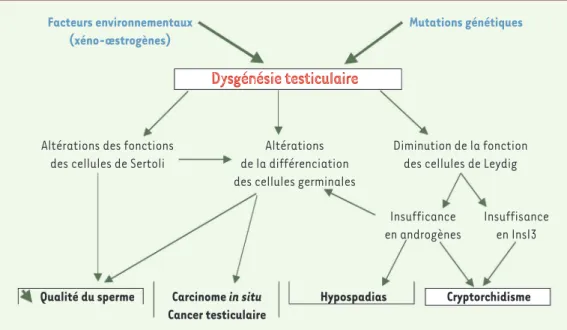 Figure 2.  Origines fœtales de l’altération des fonctions de reproduction masculine. Insl 3 : insulin like factor 3  (d’après [5]).