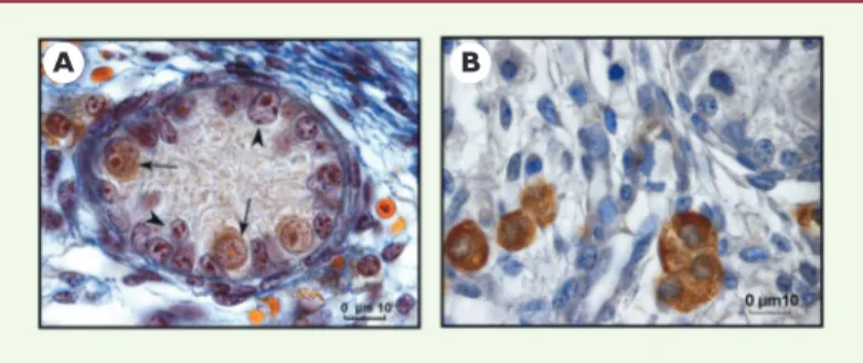 Figure 3. Histologie du testicule de souriceau nouveau-né (2 jours).