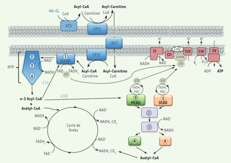 Figure 1. Organisation schématique de la  b -oxydation mitochondriale des acides gras
