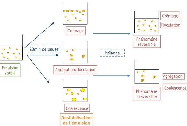 Figure 4 : Schéma récapitulatif des principaux mécanismes de déstabilisation d’une émulsion liquide