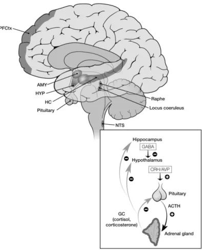 Figure 4 - HPA axis 