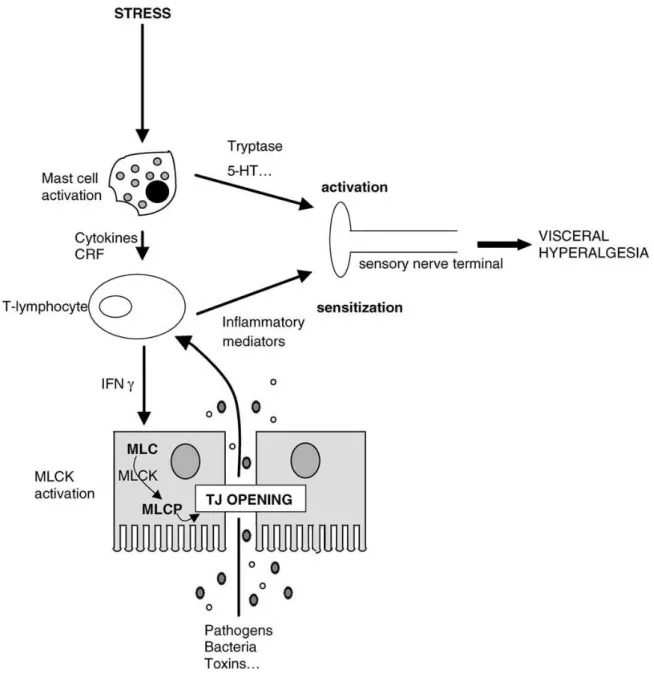 Figure 5 – Possible mechanism by which stress can lead to increased visceral sensitivity through increased intestinal  permeability