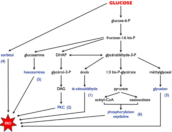 Fig. I16. Les six voies de  production d!ERO  par le glucose (d!après Robertson, 2004a)