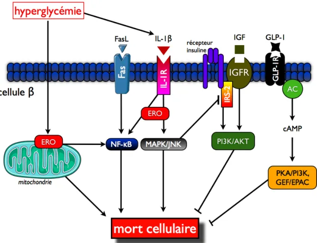 Fig. I18. Voies de  survie  et de mort  de la cellule &#34;. L&#34;hyperglycémie induit l&#34;expression du  récepteur de  mort  Fas via  la  biosynthèse d&#34;IL-1!,  sensibilisant la  cellule ! au  ligand de  ce  récepteur (FasL)