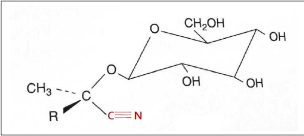 Figure 1: Structure chimique d’un glycoside cyanogénétique type. [8]