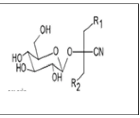 Figure 2: Structure chimique de la linamarine et le lotaustraloside[24]