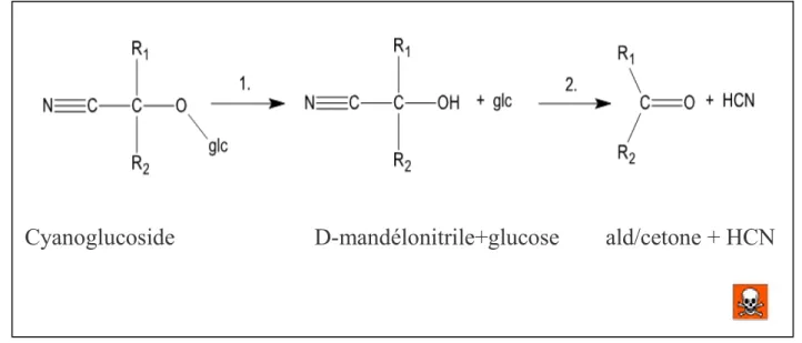 Figure 7: Voie de dégradation des glycosides cyanogénétiques mono saccharidiques. [24]