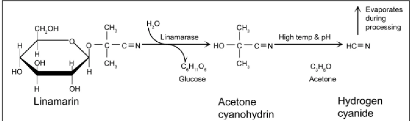 Figure 8 : Mécanisme de libération du cyanure à partir de la linamarine [37]