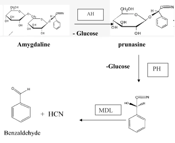 Figure 9: Schéma de l’hydrolyse séquentielle  de l’amygdaline.