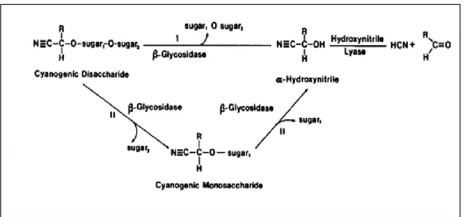 Figure 10 : Différentes voies de décomposition enzymatique d’un cyanoglucoside dissaccharidique