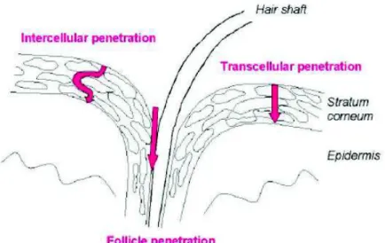 Figure 15: Penetration pathways of topically applied substances through the skin (Borm  et al.; 2006)  17 