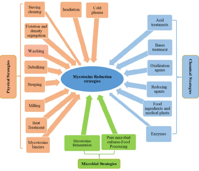 Figure 1: General schematization of physical, chemical and microbial strategies used for mycotoxin reduction in  food and feed chains (Luz et al