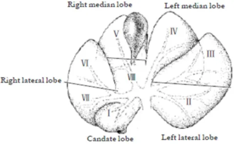 Figure 3: Anatomy and different lob of pig liver (Kim and Lee 2013).