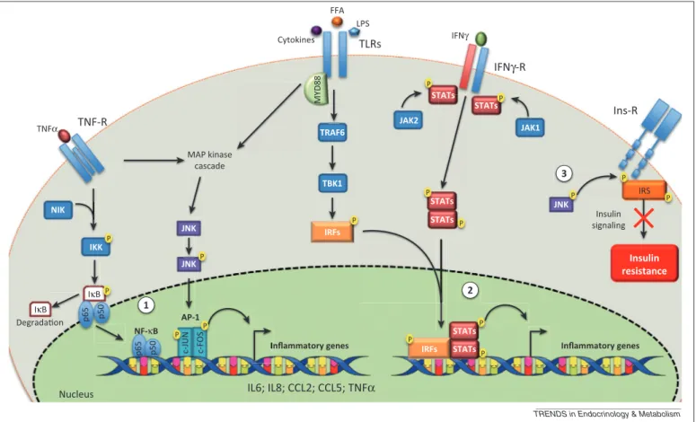 Figure 2. Inflammatory signaling in adipose tissue. Adipose tissue signals (lipids, cytokines, or LPS) activate immune cells and adipocytes through TNFR and TLR pathways, which promote post-translational modifications of NF-kB and JNK