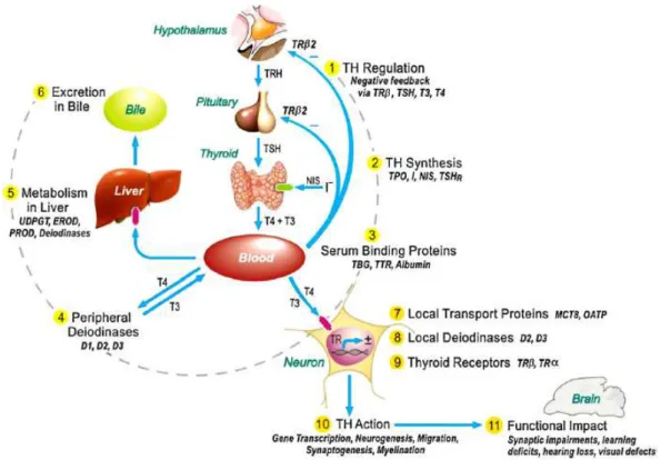 Figure 5 : description des éléments clés du système thyroïdien et des mécanismes d’action potentiels de perturbateurs  thyroïdiens  40