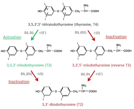 Figure 8 : relations entre les principales hormones thyroïdiennes activées ou inactivées par les différentes désiodases  56