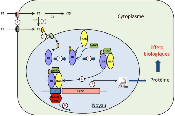 Figure 9 : schéma de la cascade de transduction activée par les hormones thyroïdiennes