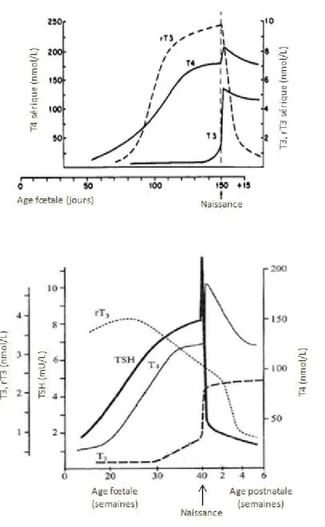 Figure 10 : décours temporel des concentrations sériques de T4, T3 et rT3 au cours de la période de maturation chez le  fœtus ovin (en haut)  89   et chez le fœtus humain (en bas)  90