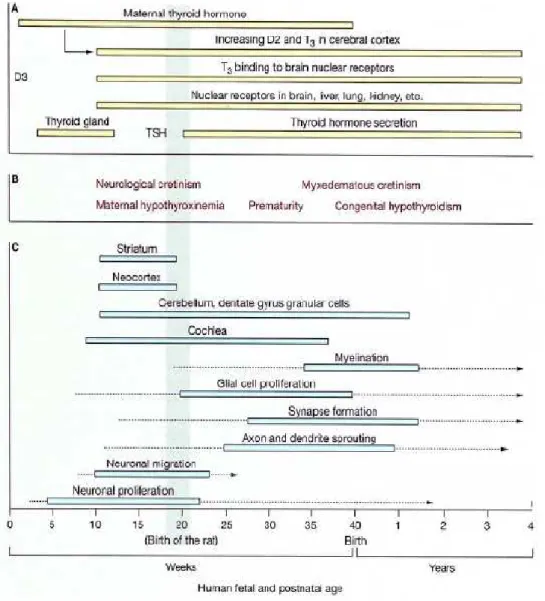 Figure 20 : relation entre le développement du SNC (C) et le système thyroïdien (A) chez l’espèce humaine