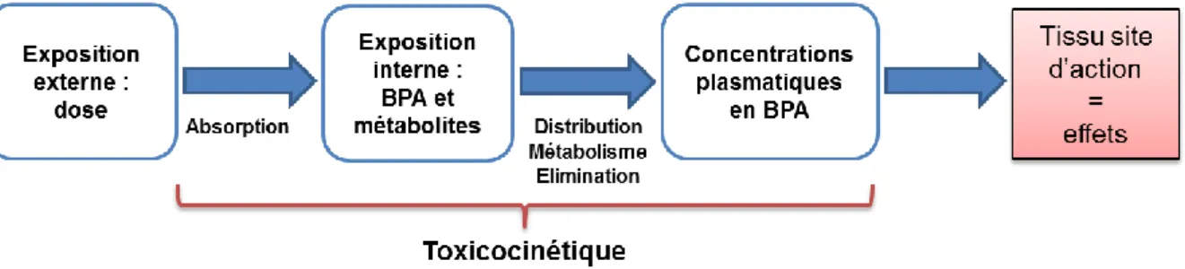 Figure 4. Le rôle de la toxicocinétique dans l'évaluation du risque associé à l'exposition  humaine au BPA
