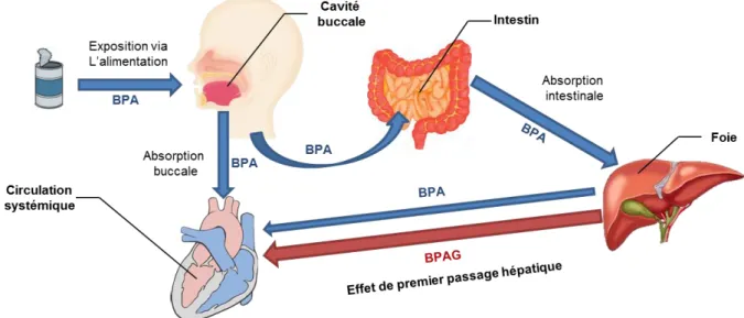 Figure 6. Contribution des voies d'absorption buccales et intestinales à la biodisponibilité du  BPA via l'alimentation