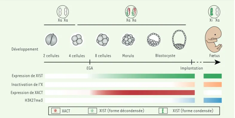 Figure 2. Inactivation du chromosome X au cours du développement humain. Aux stades 4-8 cellules, XIST (en vert) et XACT (en rouge) sont expri- expri-més simultanément et recouvrent les deux chromosomes X sur des territoires bien distincts ; cependant, les