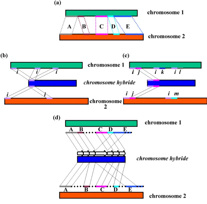 Figure 1: Principe schématique de la méthode du chromosome hybride (voir texte). (a) deux chromosomes virtuels 1 et 2 avec leurs 5 zones communes