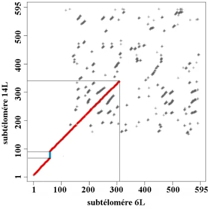 figure avec 15 subtélomères qui commencent par des zones 5 et 6 et ne possèdent aucune zones 1, 2, 3 ou 4