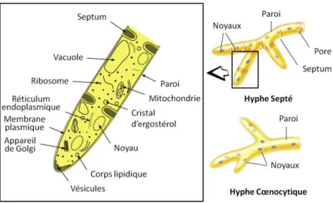 Figure i 4: Ultrastructure de la cellule fongique et catégories d'hyphes présentes chez les espèces filamenteuses  