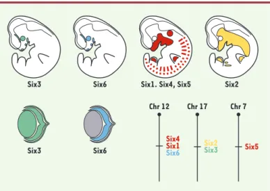 Figure 1. Profils d’expression des 6 gènes Six de souris au cours du développe- développe-ment