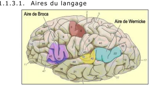 Figure 1.2 Schéma représentant l'hémisphère gauche du cerveau  contenant les aires du langage, extrait du site Le cerveau à  tous les niveaux (Dubuc, Robert, Paquet, &amp; Daigen, 2002)