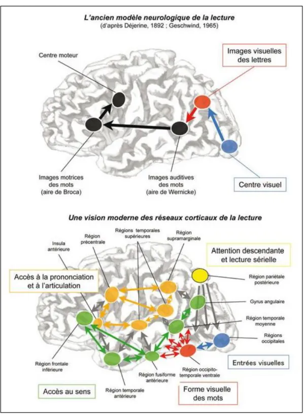 Figure 1.3 Modèle neurologique de la lecture : interprétation  classique et interprétation moderne, figure extraite du livre  Les neurones de la lecture (Dehaene, 2007, p.97)