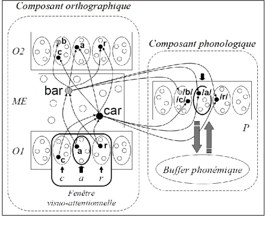 Figure 1.6 Schéma illustrant le traitement de mots avec le  modèle multi-traces de lecture, extrait de l'article de Valdois  (2010)