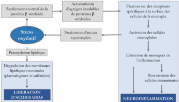 Figure 1 : Mécanisme simplifié du lien entre stress  oxydant et neuroinflammation, participant tous  deux aux processus neurodégénératif de la  pathologie d’Alzheimer