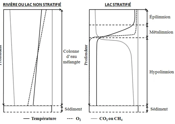 Figure 1.4 – Profils de température, d’O 2 et de CO 2 ou de CH 4 dans la colonne d’eau d’une rivière ou d’un lac non stratifié (à gauche) et d’un lac stratifié (à droite) (D’après Harby et al