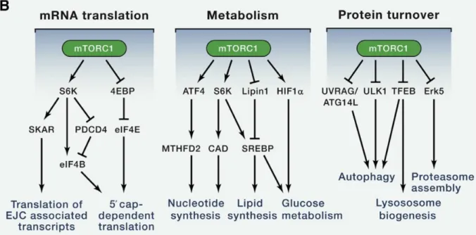 Figure 8. Les cibles de mTORC1 