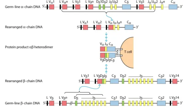 Figure 10. Réarrangements des gènes du TCRαβ 