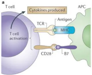 Figure 11. Activation des lymphocytes T 