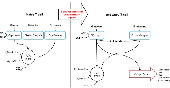 Figure 14. L’activation des lymphocytes T induit une reprogrammation métabolique  Les  T  naïfs  ont  un  métabolisme  oxydatif,  utilisant  du  glucose,  de  la  glutamine  et  des  acides  gras  comme  sources  d’énergie